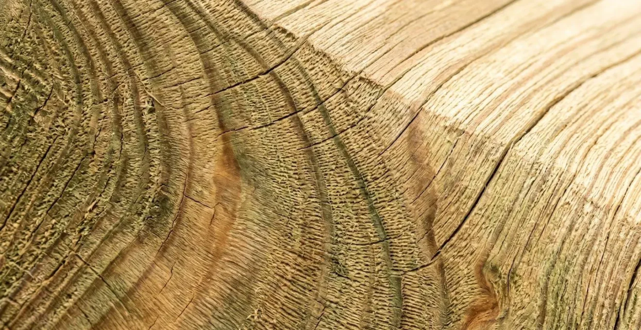 Gros plan extrême sur la texture d'un madrier en bois traité autoclave, montrant le grain naturel du pin et la surface propre après traitement